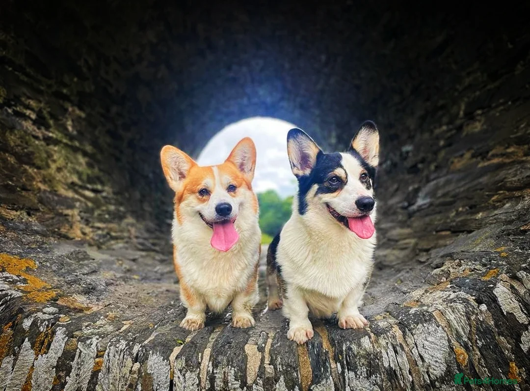 Welsh Corgi Pembroke dogs for stud: Beautiful Tri Boy for Stud in Meifod - Advert 2