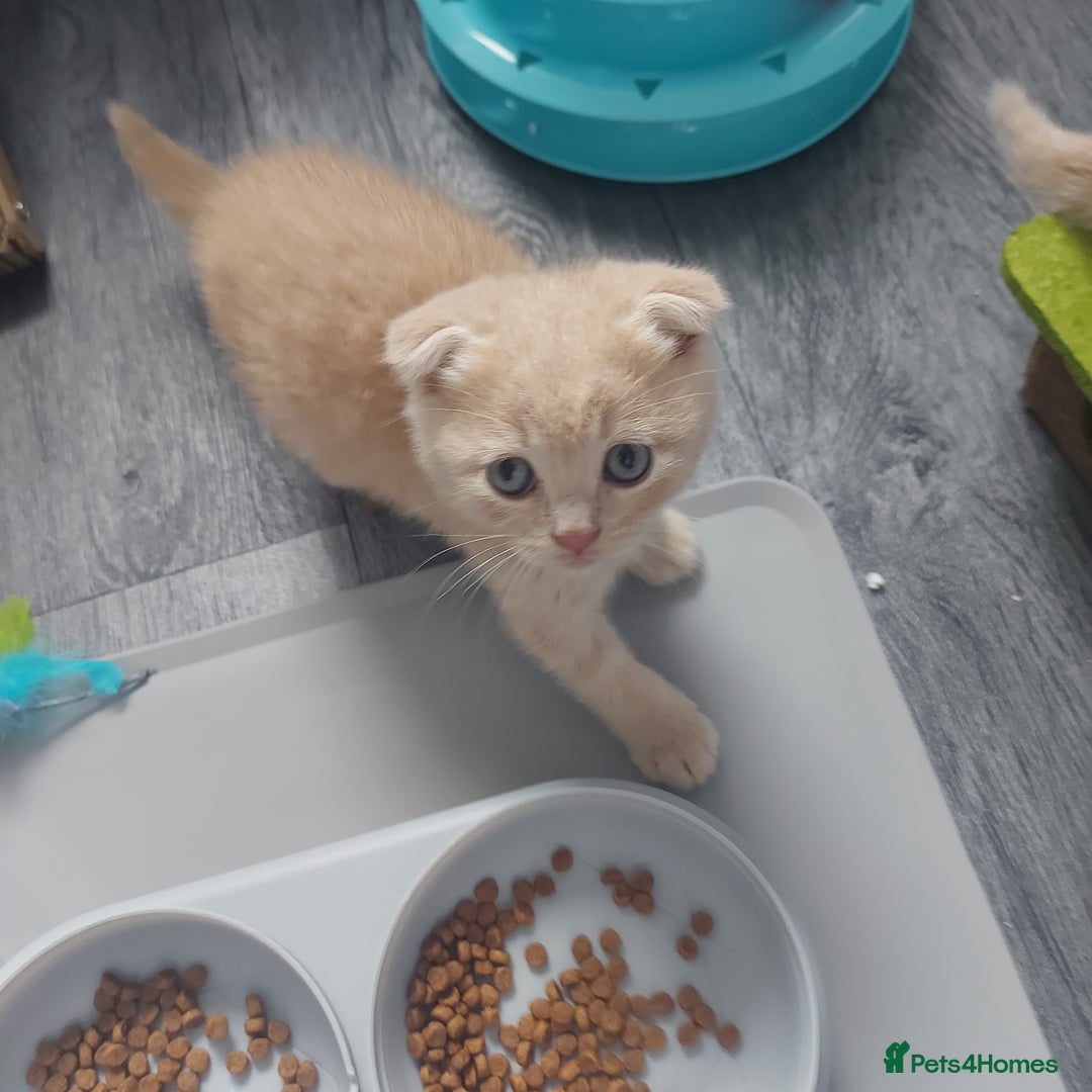 British Shorthair cats for sale: British shorthair kittens and scotish fold  - Image 28