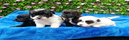 Jackapoo dogs for sale: BEAUTIFUL 1 ST GEN JACKAPOO HEALTH TESTED PARENTS  - Advert 2
