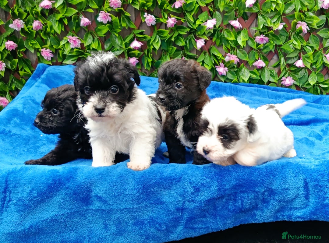 Jackapoo dogs for sale: BEAUTIFUL 1 ST GEN JACKAPOO HEALTH TESTED PARENTS  - Advert 2