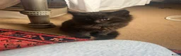 Mixed Breed cats for sale: Four kittens looking for good homes! in Edinburgh - Advert 7