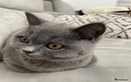 British Shorthair cats for sale: British shorthair+Scottish fold mix  in Waltham Cross - Image 6