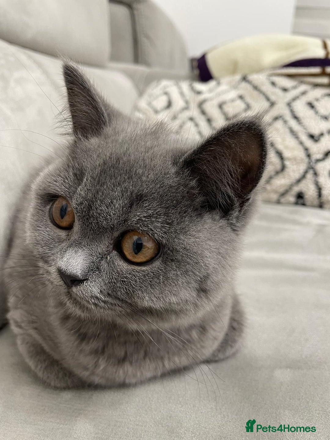 British Shorthair cats for sale: British shorthair+Scottish fold mix  in Waltham Cross - Image 6