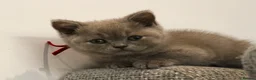 British Shorthair cats for sale: Beautiful Pure Breed ✨ British Shorthair Kittens ⭐ - Advert 25