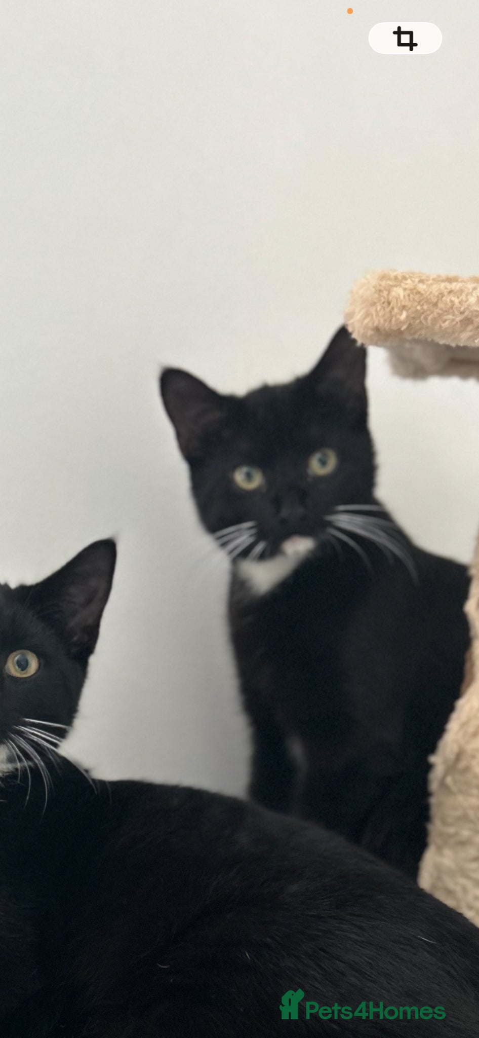 Mixed Breed cats Black and white male kitten  - Advert 4