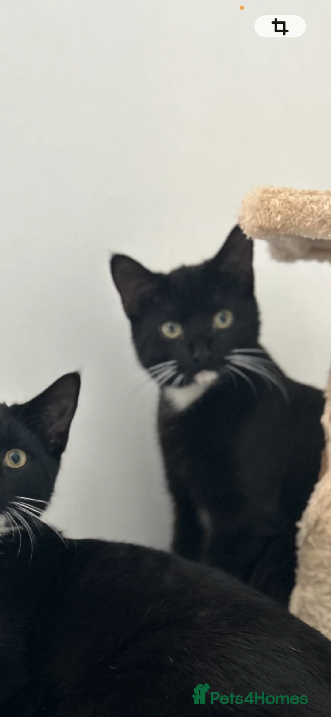 Mixed Breed cats for sale: Black and white male kitten  - Advert 1