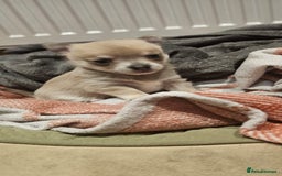 Chihuahua dogs for sale: Chihuahua (girl) - Image 4