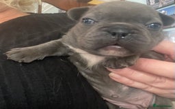 French Bulldog dogs for sale: French bulldog puppies.  - Image 6