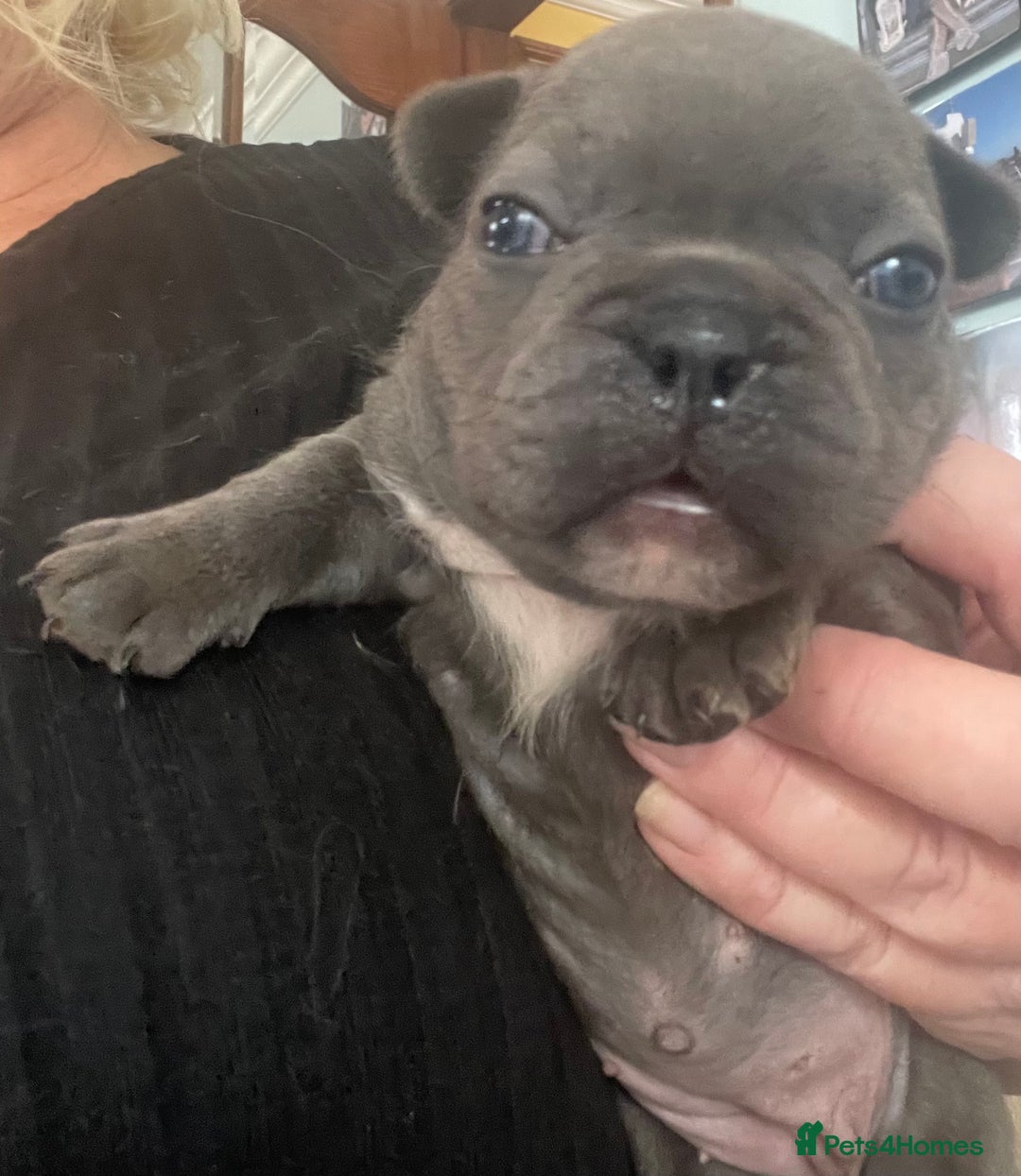 French Bulldog dogs for sale: French bulldog puppies.  - Image 6