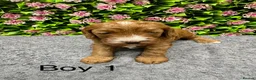 Cockapoo dogs for sale: Beautiful Loving Cockerpoo’s in London - Advert 5
