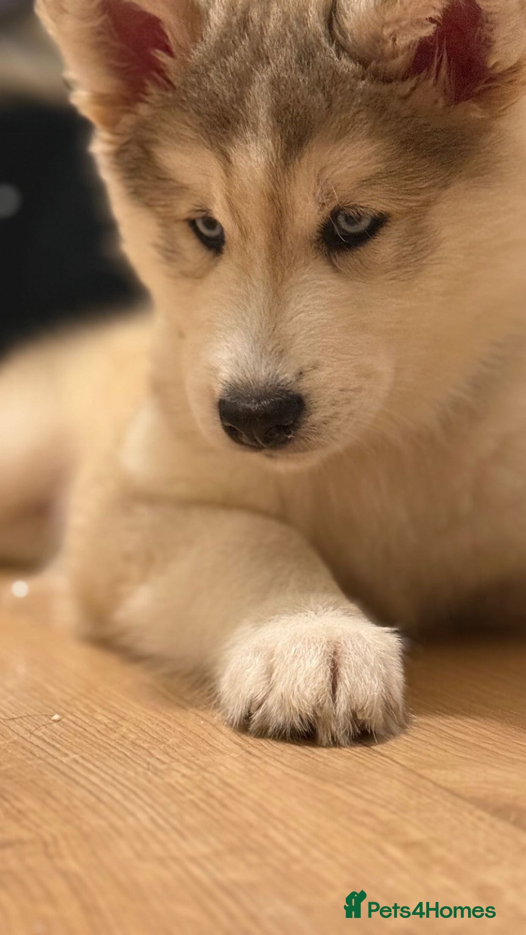 Siberian Husky dogs for sale: Siberian husky - Advert 1