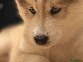 Siberian Husky dogs Siberian husky - Advert 2