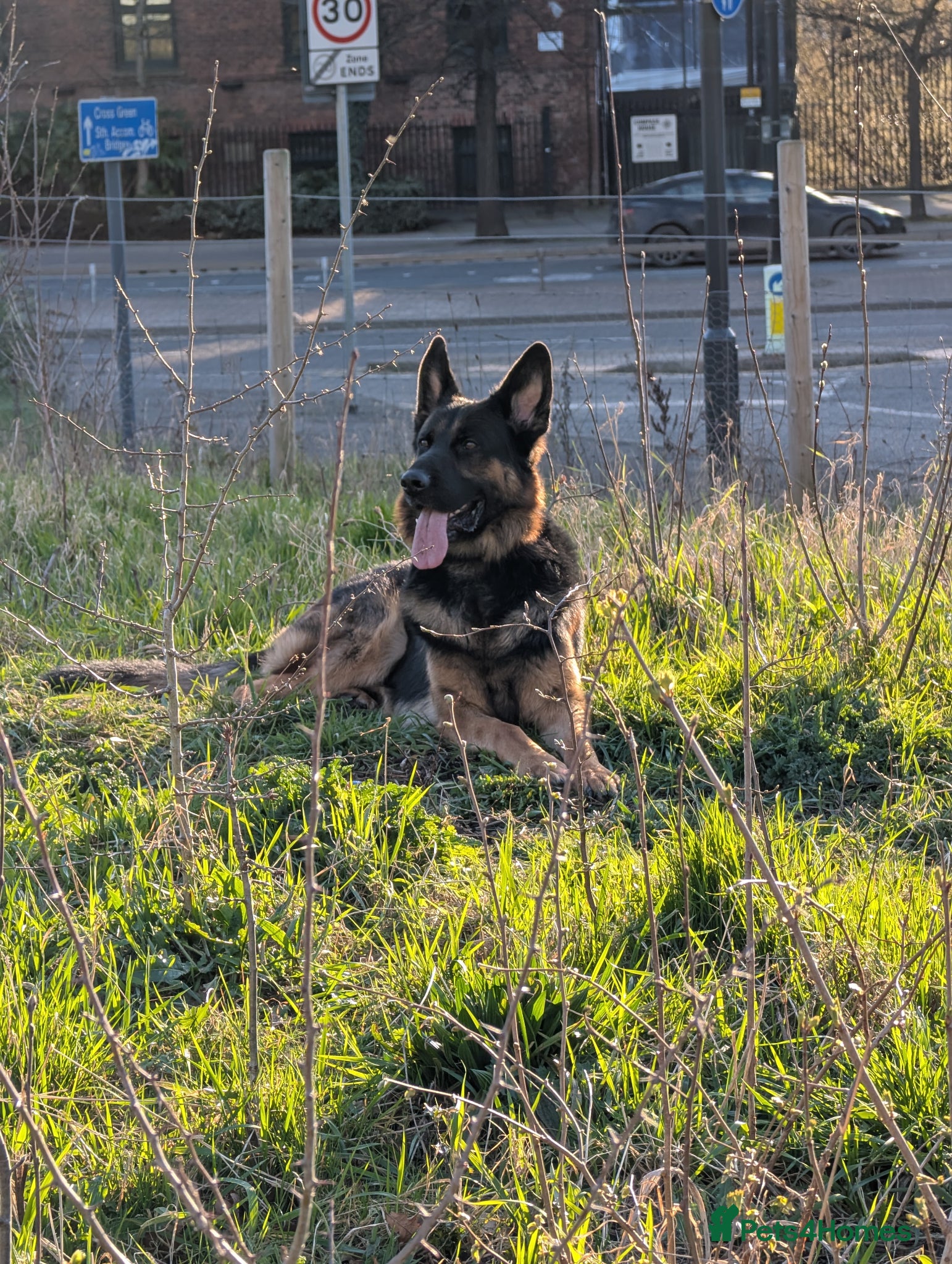 German Shepherd dogs Rocco - Advert 2