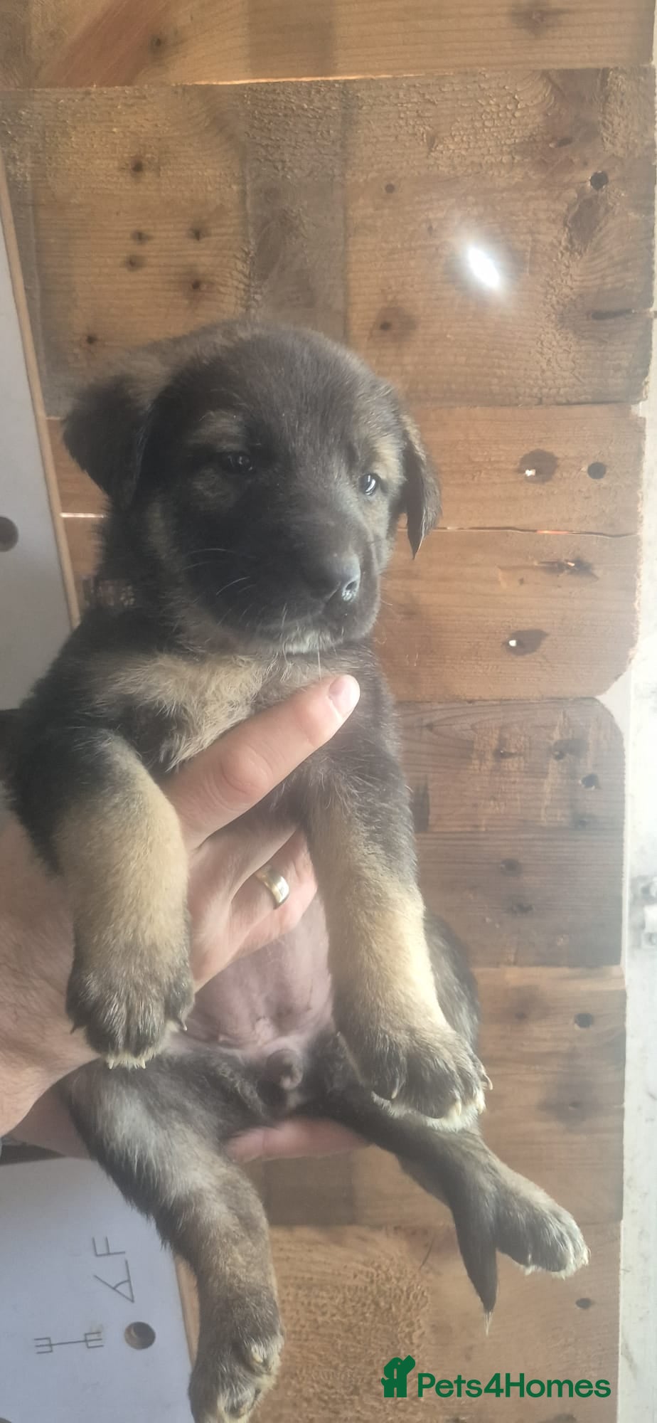 Mixed Breed dogs Kangal German shepherd mix lovely puppies - Advert 1