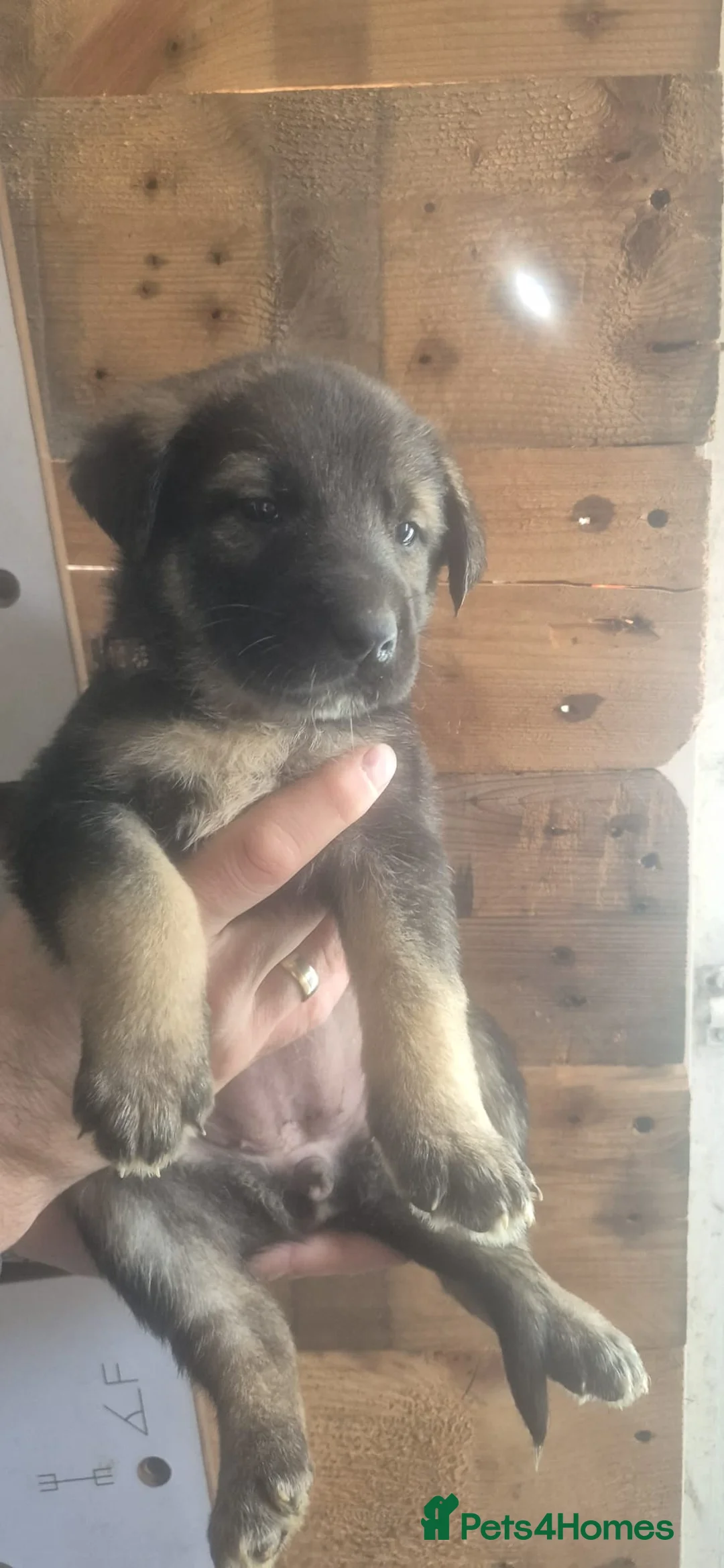 Mixed Breed dogs for sale: Kangal German shepherd mix lovely puppies - Advert 1