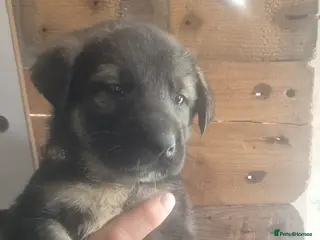 Mixed Breed dogs Kangal German shepherd mix lovely puppies - Advert 4