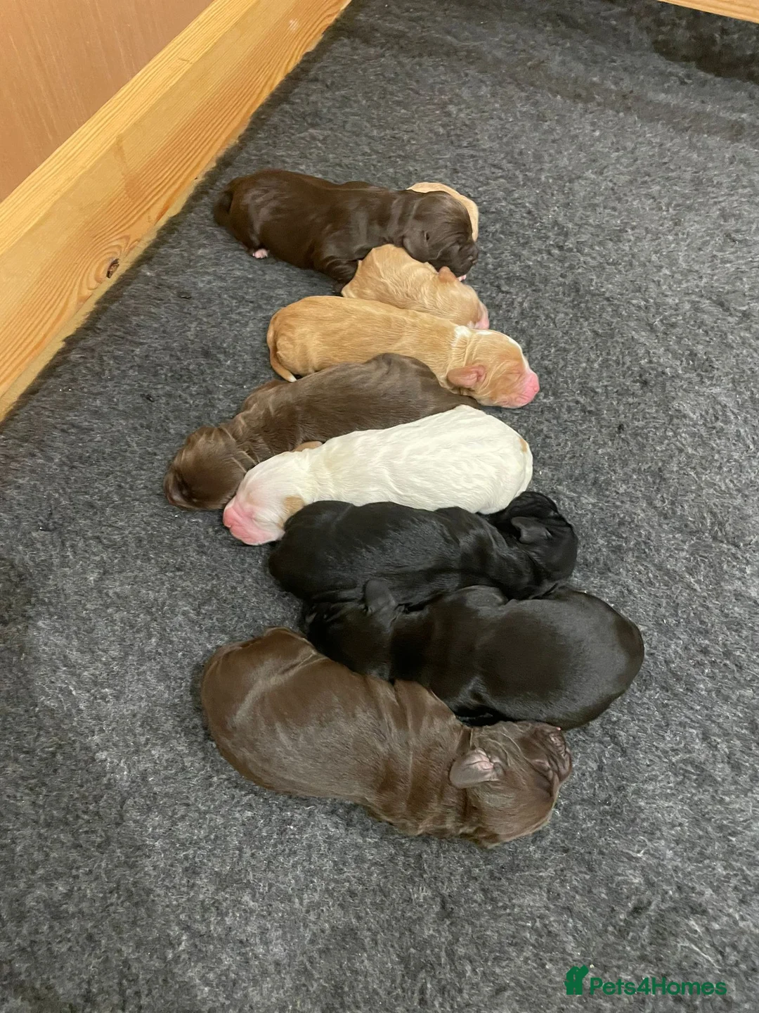 Cocker Spaniel dogs for stud: KC reg Working Cocker Spaniel for Stud in Cambridge - Advert 8