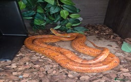 Boa Snake reptiles for sale: Boa, corn, royal snakes - Image 3