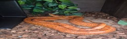 Boa Snake reptiles for sale: Boa, corn, royal snakes - Advert 4