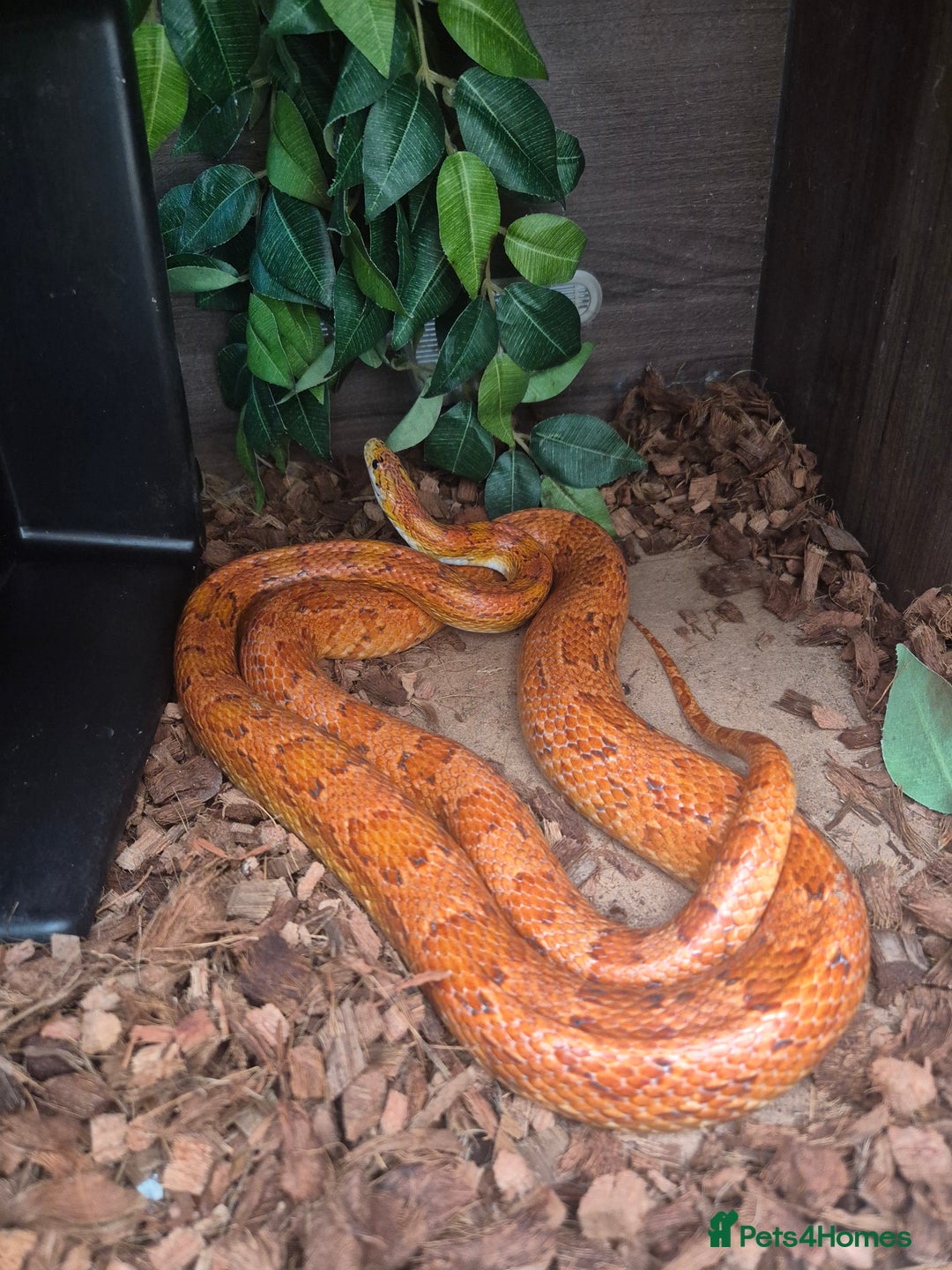 Boa Snake reptiles for sale: Boa, corn, royal snakes - Image 3