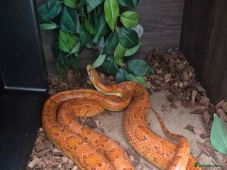 Boa Snake reptiles Corn royal snakes - Advert 2