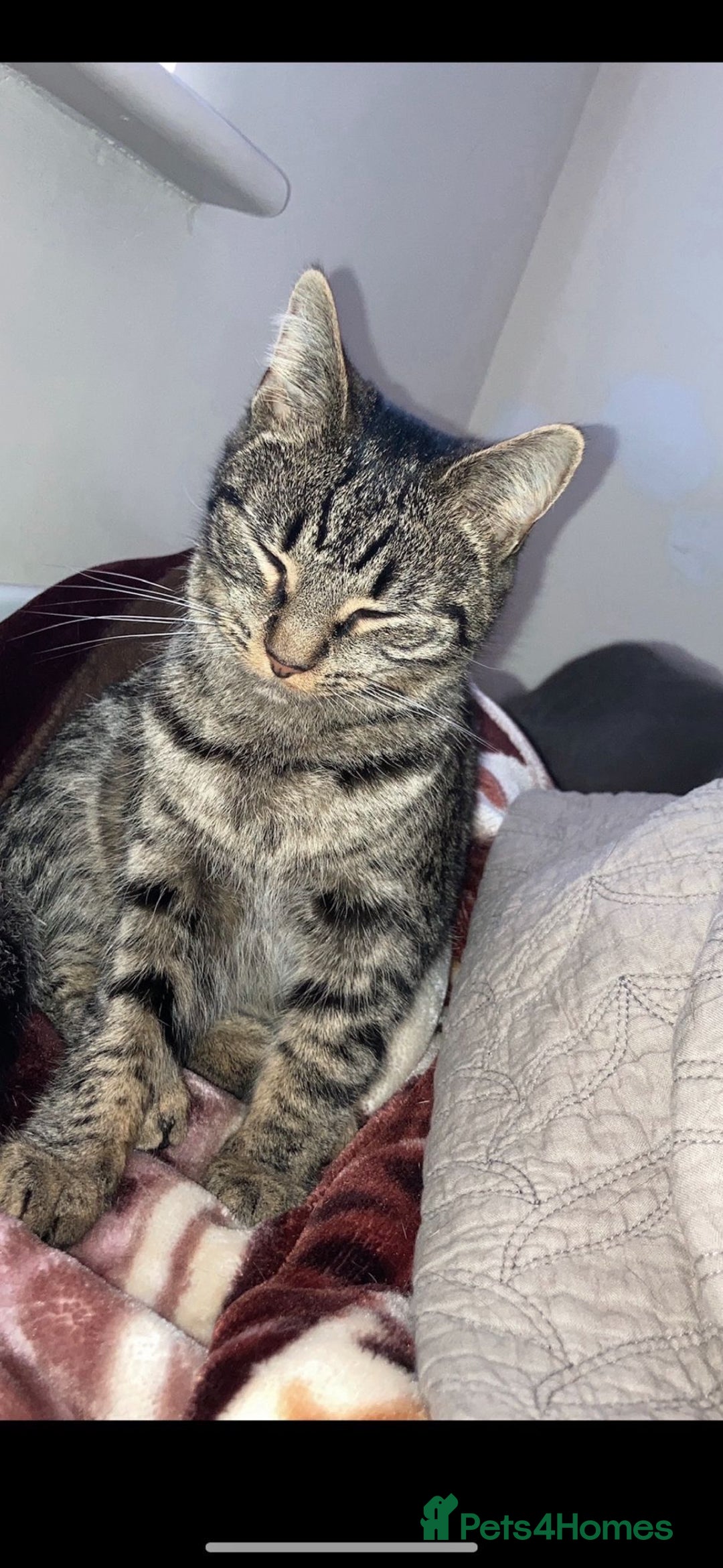 Mixed Breed cats for sale: LOVABLE REHOME CAT! - Advert 1