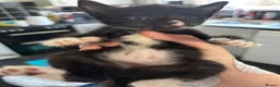 Mixed Breed cats for sale: Five black and white and black kittens  in Braintree - Advert 6