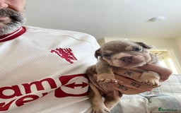 English Bulldog dogs for sale: English Bulldogs  - Image 29