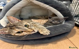 Mixed Breed cats for sale: Beautiful ginger and grey kittens!! - Image 4