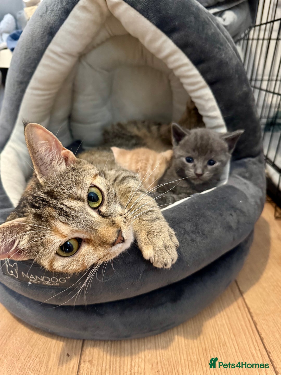 Mixed Breed cats for sale: Beautiful ginger and grey kittens!! - Image 4