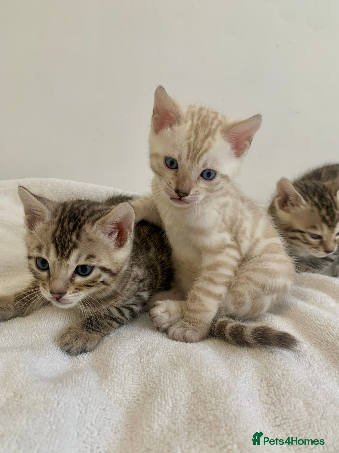 Bengal cats for sale: 🏆🎉New Pedigree Tica Mini Leopards Ready Soon🎉🏆 - Advert 4