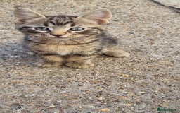 Mixed Breed cats for sale: 5 beautiful kittens - Image 19