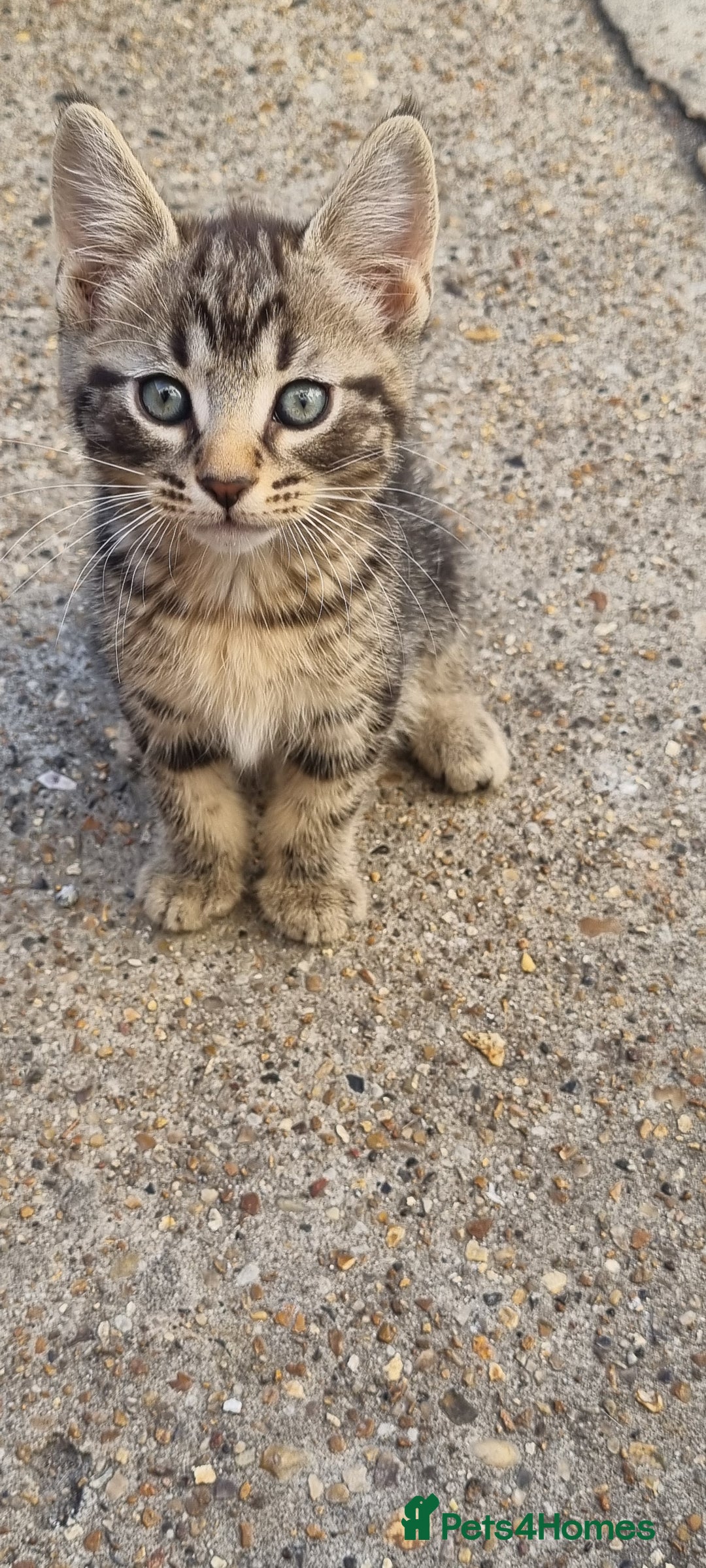 Mixed Breed cats for sale: 5 beautiful kittens - Image 19
