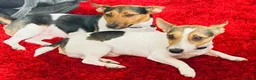 Jack Russell dogs for stud: FOR STUD ONLY - Advert 3