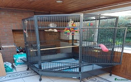 Macaws birds for sale: Blue & Gold Macaw For Sale - Image 21