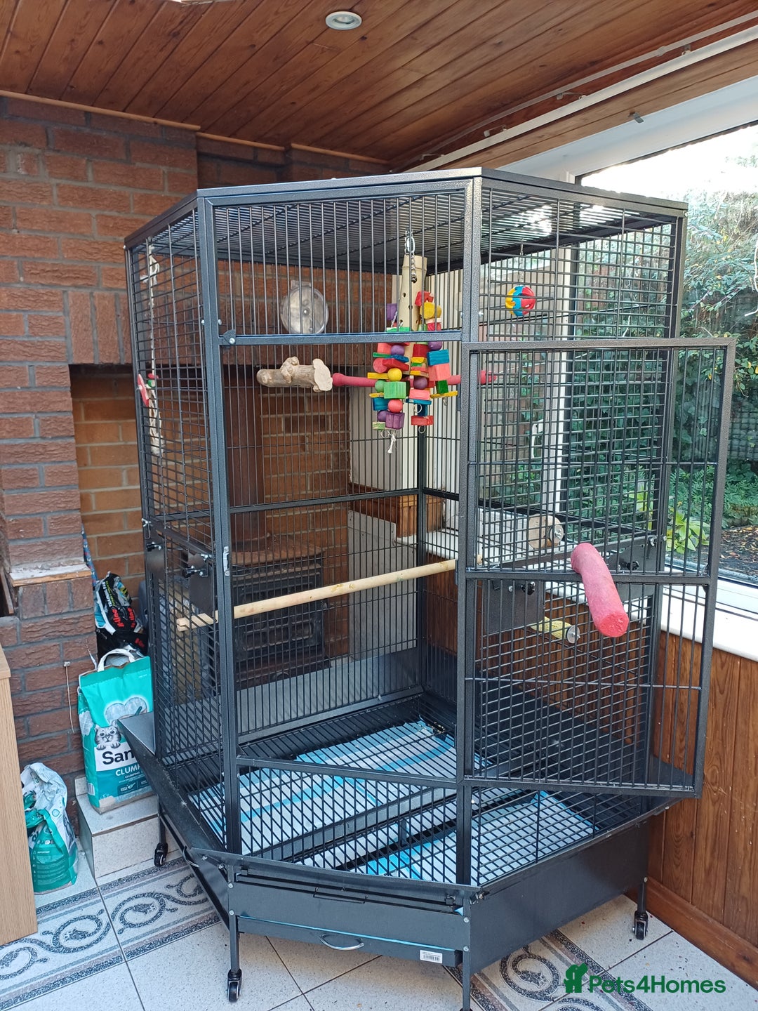 Macaws birds for sale: Blue & Gold Macaw For Sale - Image 21