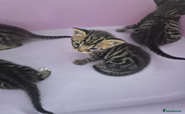 Bengal cats - Advert 10
