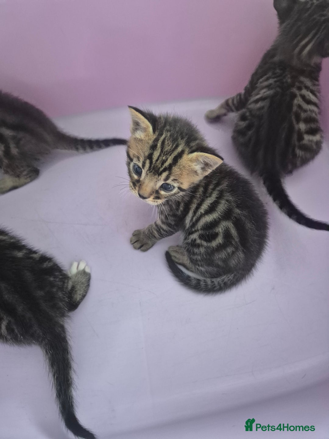Bengal cats for sale: 2 Stunning Half Bengal Kittens - Image 1