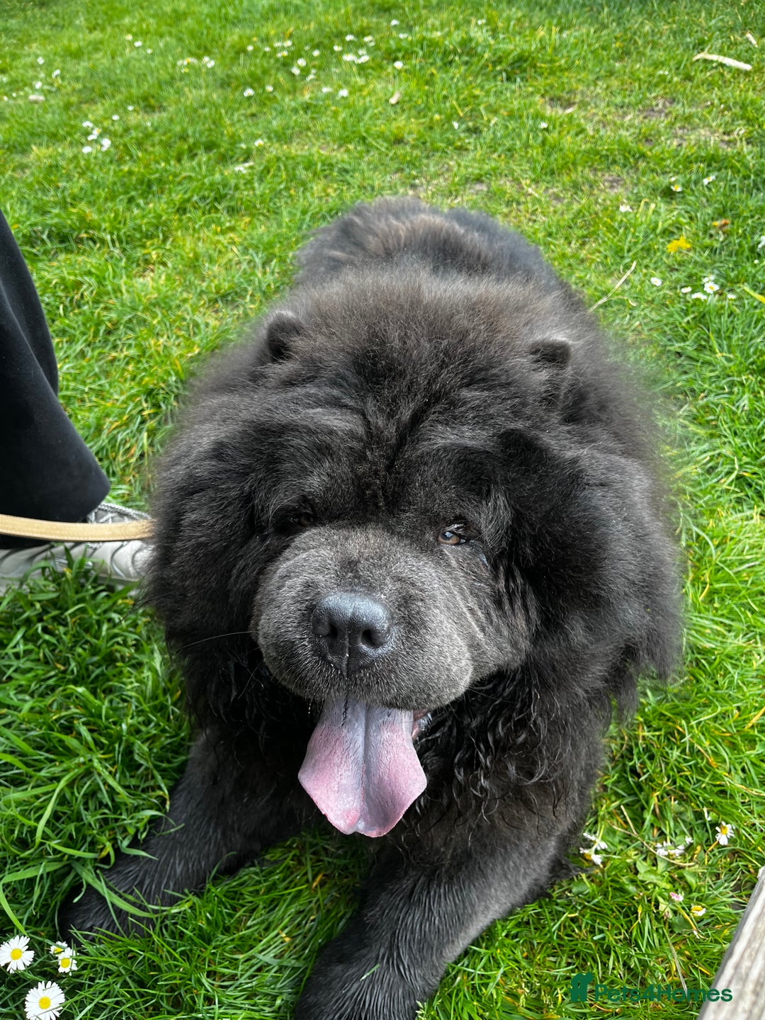 Chow Chow dogs for stud: Blue Chow Chow Stud | Can Travel - Image 5