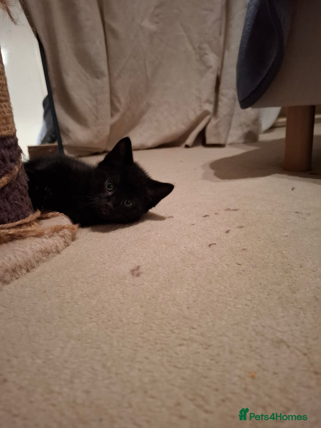 Mixed Breed cats for sale: seven funny kittens - Image 35