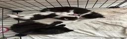 Mixed Breed cats for sale: Kittens for Sale - Advert 7