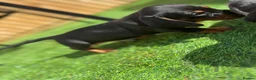 Miniature Dachshund dogs for sale: Mini dachshund boy in Coventry - Advert 3
