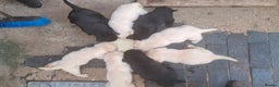 Labrador Retriever dogs for sale: KC Labrador girls - Advert 3