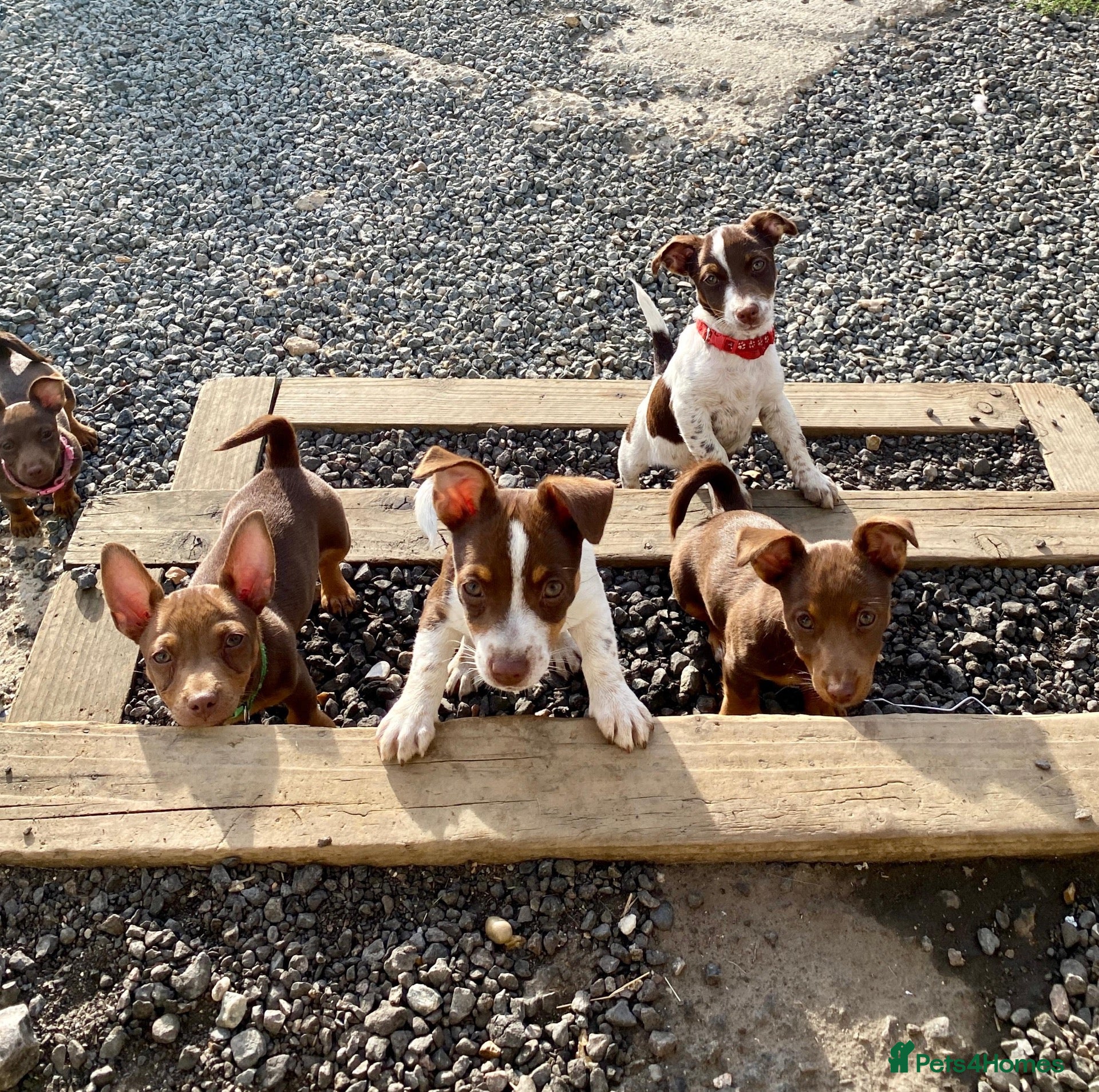 Jack Russell dogs Mini Jack Russel Terriers - Advert 1