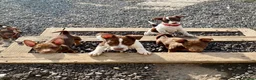 Jack Russell dogs for sale: Mini Jack Russel Terriers - Advert 1