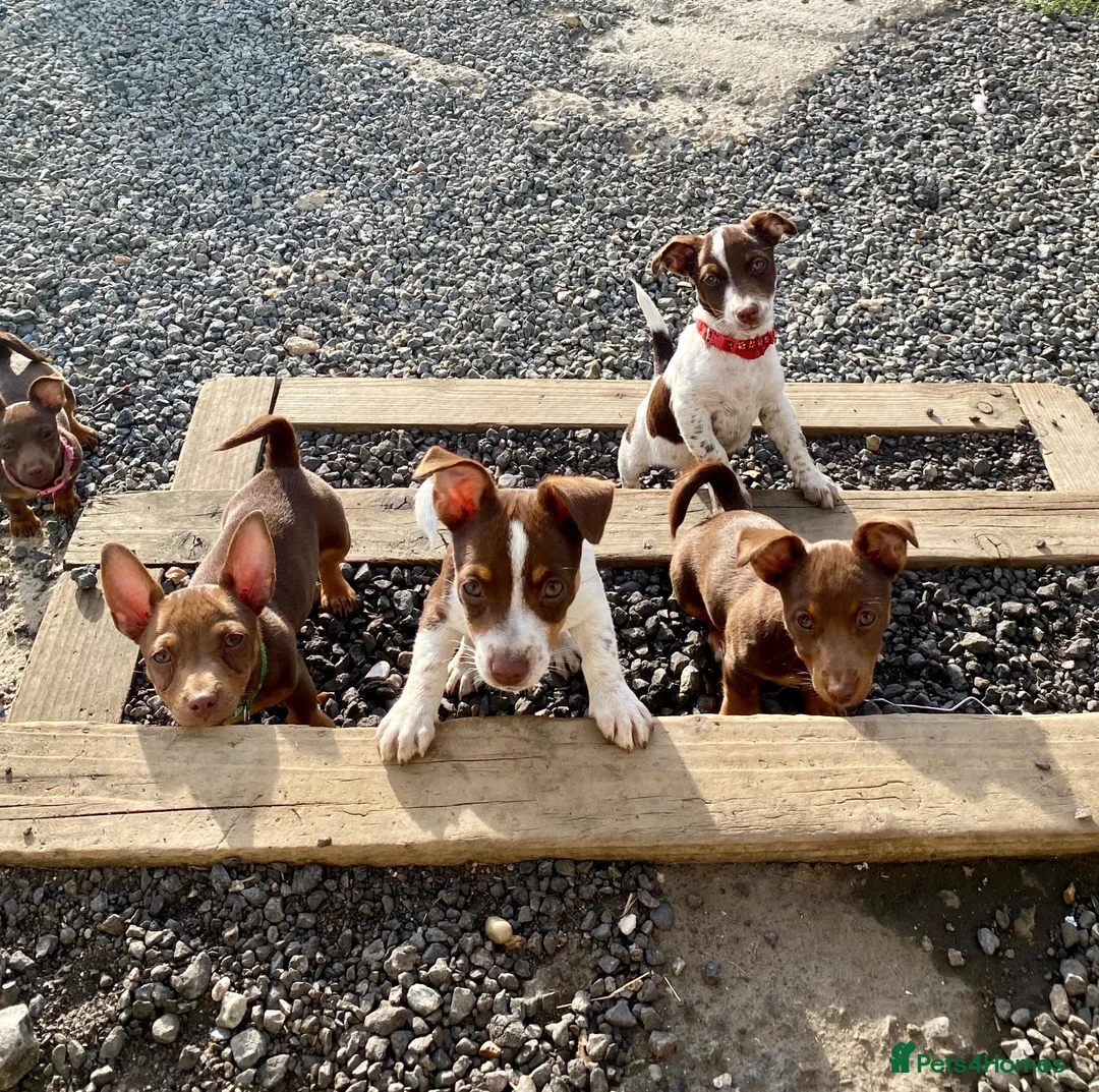 Jack Russell dogs for sale: Mini Jack Russel Terriers - Advert 1