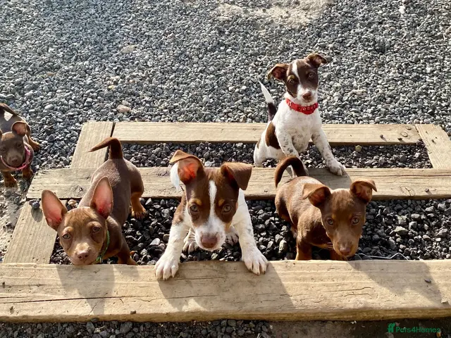 Jack Russell dogs for sale: Mini Jack Russel Terriers - Advert 1