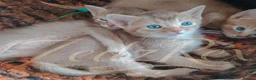 Mixed Breed cats for sale: Beautiful Devon Rex x Abyssinian kittens  - Advert 8