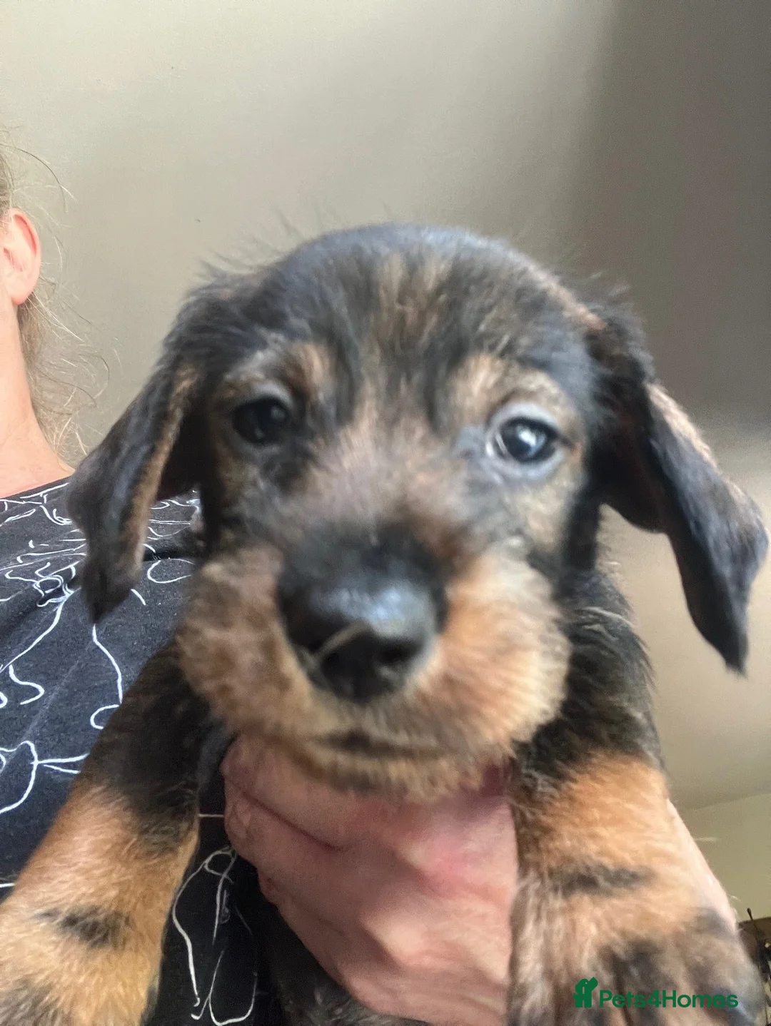 Dachshund dogs for sale: Kennel Club Reg Wirehaired Dachshund Teckel pups - Advert 2