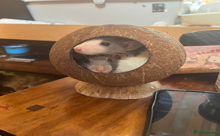 Rat rodents - Advert 2